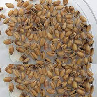 02-Karnal-Bunt-In-Wheat