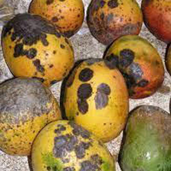 03-Mango-Antracnose
