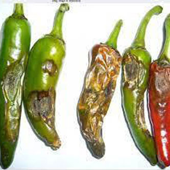 04-Chilli-Antracnose