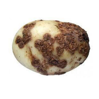 05-Potato-Scab