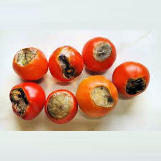 09-Tomato-Black-Rot