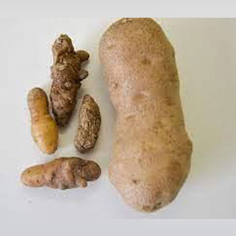 12-Potato-Spindle-Tuber