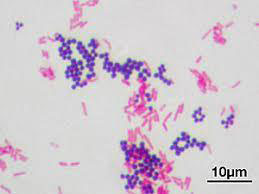 Bacteria-2