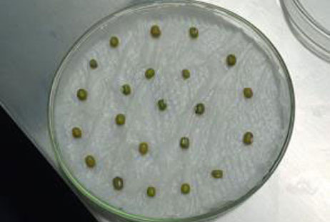 Plant-Athology-lab-work-7