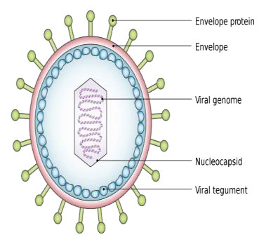 Virus-1